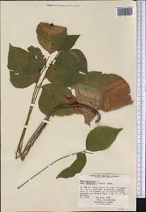 Toxicodendron radicans, America (AMER) (Canada)