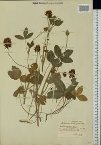Trifolium ambiguum M.Bieb., Eastern Europe, South Ukrainian region (E12) (Ukraine)