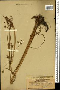 Cyperus longus L., Caucasus, Azerbaijan (K6) (Azerbaijan)