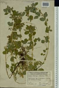 Medicago platycarpos (L.) Trautv., Siberia, Altai & Sayany Mountains (S2) (Russia)