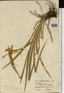 Iris halophila Pall., Eastern Europe, Rostov Oblast (E12a) (Russia)