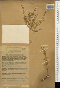 Seidlitzia florida (M. Bieb.) Bunge ex Boiss., Caucasus, Azerbaijan (K6) (Azerbaijan)