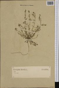 Corrigiola litoralis, Western Europe (EUR) (Germany)