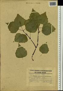 Betula pendula subsp. mandshurica (Regel) Ashburner & McAll., Siberia, Russian Far East (S6) (Russia)