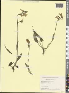 Campanula collina Sims, Caucasus, Dagestan (K2) (Russia)