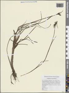Eriophorum angustifolium Honck., Siberia, Russian Far East (S6) (Russia)