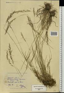 Agrostis stolonifera L., Eastern Europe, North Ukrainian region (E11) (Ukraine)