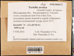 Tortella arctica (Arnell) Crundw. & Nyholm, Bryophytes, Bryophytes - Chukotka & Kamchatka (B21) (Russia)