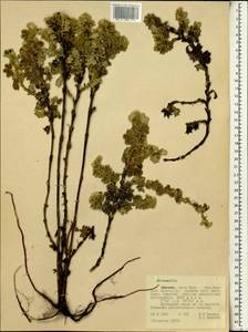 Alchemilla, Africa (AFR) (Ethiopia)