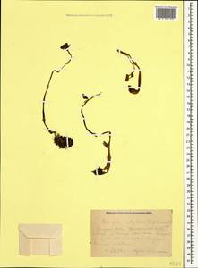 Epipogium aphyllum Sw., Caucasus, Krasnodar Krai & Adygea (K1a) (Russia)