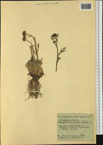 Chrysanthemum zawadzkii subsp. peleiolepis (Trautv.) Zuev, Siberia, Russian Far East (S6) (Russia)