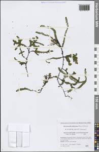 Harrimanella stelleriana (Pall.) Coville, Siberia, Chukotka & Kamchatka (S7) (Russia)
