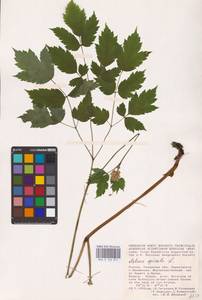Actaea spicata L., Eastern Europe (no precise locality) (E0)