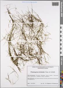 Potamogeton trichoides Cham. & Schltdl., Siberia, Western Siberia (S1) (Russia)