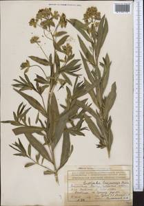 Euphorbia lamprocarpa (Prokh.) Prokh., Middle Asia, Northern & Central Tian Shan (M4) (Kazakhstan)