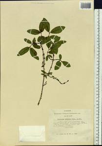 Lonicera caerulea subsp. altaica (Pall.) Gladkova, Siberia, Altai & Sayany Mountains (S2) (Russia)