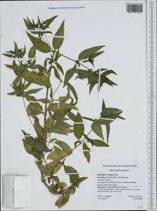 Mercurialis annua L., Western Europe (EUR) (Germany)