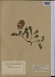 Hedysarum alpinum L., Western Europe (EUR) (Germany)