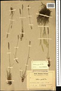 Koeleria pyramidata (Lam.) P.Beauv., Caucasus, Armenia (K5) (Armenia)