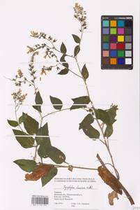 Symphytum tauricum Willd., Eastern Europe, South Ukrainian region (E12) (Ukraine)