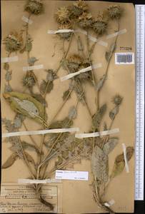 Cousinia fetissowii C. Winkl., Middle Asia, Western Tian Shan & Karatau (M3) (Kazakhstan)