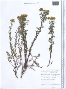 Odontarrhena muralis (Waldst. & Kit.) Endl., Caucasus, Krasnodar Krai & Adygea (K1a) (Russia)