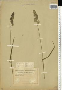 Dactylis glomerata L., Eastern Europe, North-Western region (E2) (Russia)