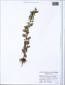 Artemisia annua L., Siberia, Baikal & Transbaikal region (S4) (Russia)