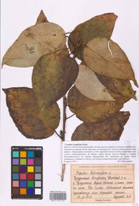 Populus trichocarpa Torr. & A. Gray ex Hook., Eastern Europe, Volga-Kama region (E7) (Russia)