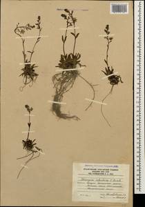 Veronica schistosa E. A. Busch, Caucasus, South Ossetia (K4b) (South Ossetia)