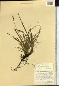 Carex atrata subsp. atrata, Siberia, Russian Far East (S6) (Russia)