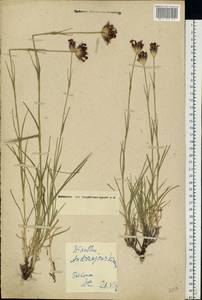 Dianthus capitatus subsp. andrzejowskianus Zapal., Eastern Europe, Moscow region (E4a) (Russia)