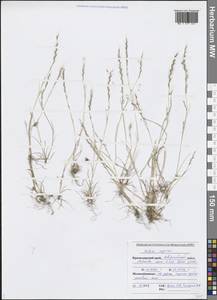 Festuca myuros L., Caucasus, Black Sea Shore (from Novorossiysk to Adler) (K3) (Russia)