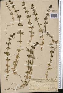 Galium tricornutum Dandy, Middle Asia, Western Tian Shan & Karatau (M3) (Kazakhstan)