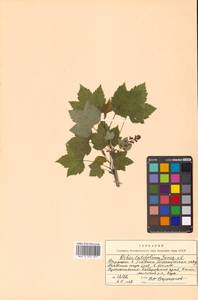 Ribes latifolium Jancz., Siberia, Russian Far East (S6) (Russia)