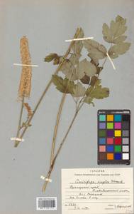 Actaea simplex (DC.) Wormsk. ex Fisch. & C. A. Mey., Siberia, Russian Far East (S6) (Russia)