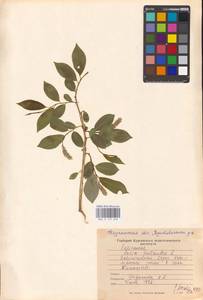 Salix pentandra L., Siberia, Western Siberia (S1) (Russia)