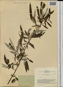 Salix viminalis L., Siberia, Altai & Sayany Mountains (S2) (Russia)