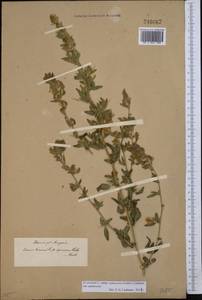 Ononis spinosa subsp. hircina (Jacq.)Gams, Middle Asia, Muyunkumy, Balkhash & Betpak-Dala (M9) (Kazakhstan)