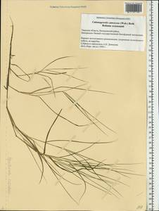 Calamagrostis canescens (Weber) Roth, Eastern Europe, North-Western region (E2) (Russia)