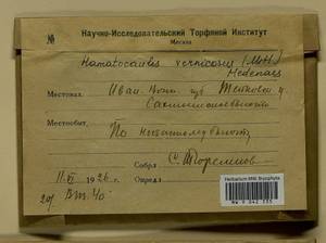 Hamatocaulis vernicosus (Mitt.) Hedenäs, Bryophytes, Bryophytes - Middle Russia (B6) (Russia)