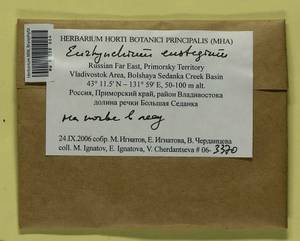 Eurhynchiadelphus eustegia (Besch.) Ignatov & Huttunen, Bryophytes, Bryophytes - Russian Far East (excl. Chukotka & Kamchatka) (B20) (Russia)