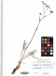 Ferula tatarica Fisch. ex Spreng., Eastern Europe, Middle Volga region (E8) (Russia)