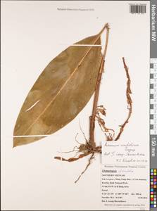 Amomum unifolium Gagnep., South Asia, South Asia (Asia outside ex-Soviet states and Mongolia) (ASIA) (Vietnam)