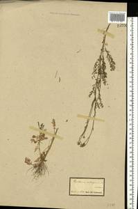 Tanacetum millefolium (L.) Tzvelev, Eastern Europe, South Ukrainian region (E12) (Ukraine)