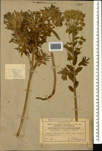 Euphorbia iberica Boiss., Caucasus, Armenia (K5) (Armenia)