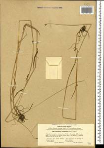 Hordeum brevisubulatum (Trin.) Link, Caucasus, North Ossetia, Ingushetia & Chechnya (K1c) (Russia)