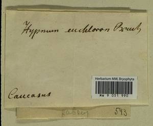 Palamocladium euchloron (Bruch ex Müll. Hal.) Wijk & Margad., Bryophytes, Bryophytes - Transcaucasia (B13) (Not classified)