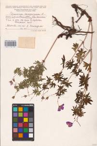 Geranium sanguineum L., Eastern Europe, Lower Volga region (E9) (Russia)