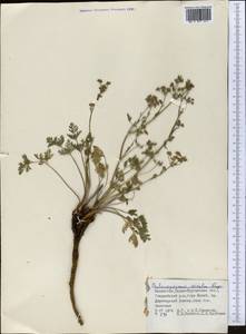 Aulacospermum simplex Rupr., Middle Asia, Dzungarian Alatau & Tarbagatai (M5) (Kazakhstan)